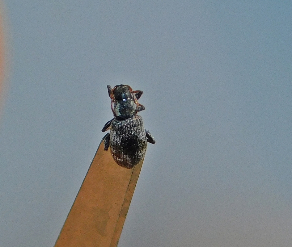 Oedecnemidius varius - tarka tölgyormányos