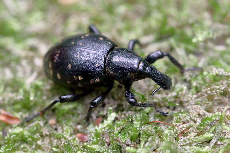 Liparus germanus - német acsalapuormányos
