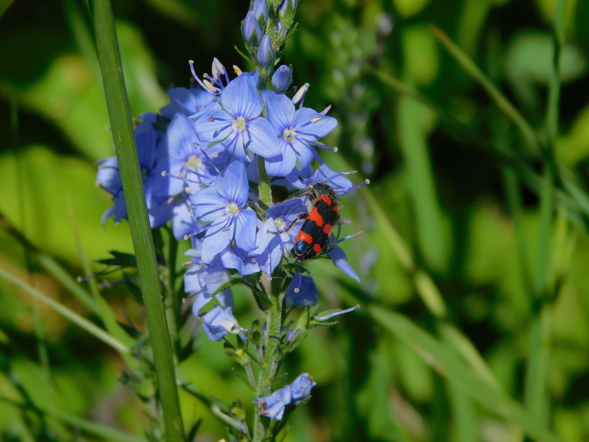 Trichodes favarius - hatfoltos méhészbogár