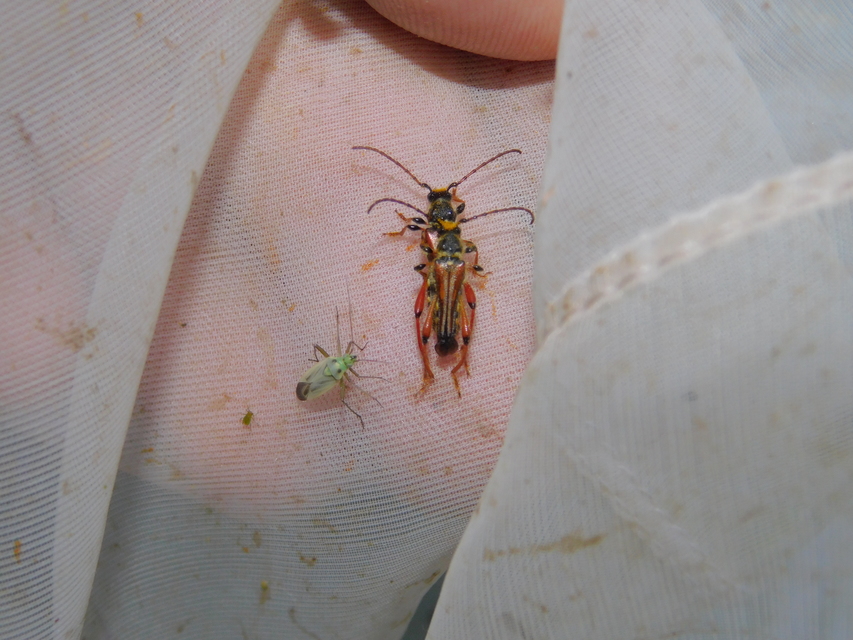 Stenopterus rufus - tarkacsápú keskenyfedőscincér