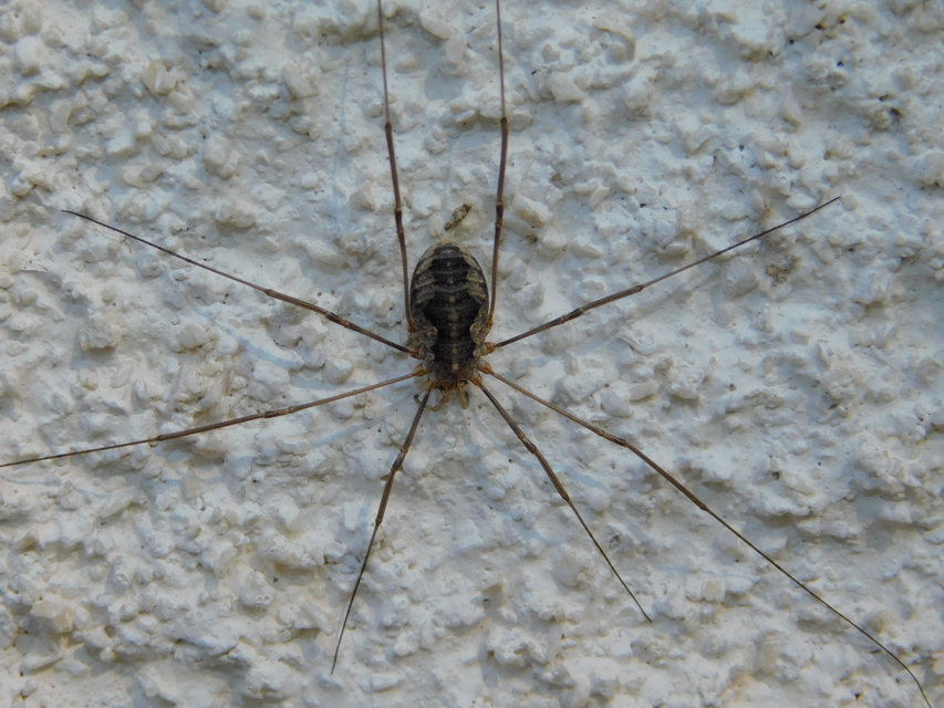 Phalangium opilio