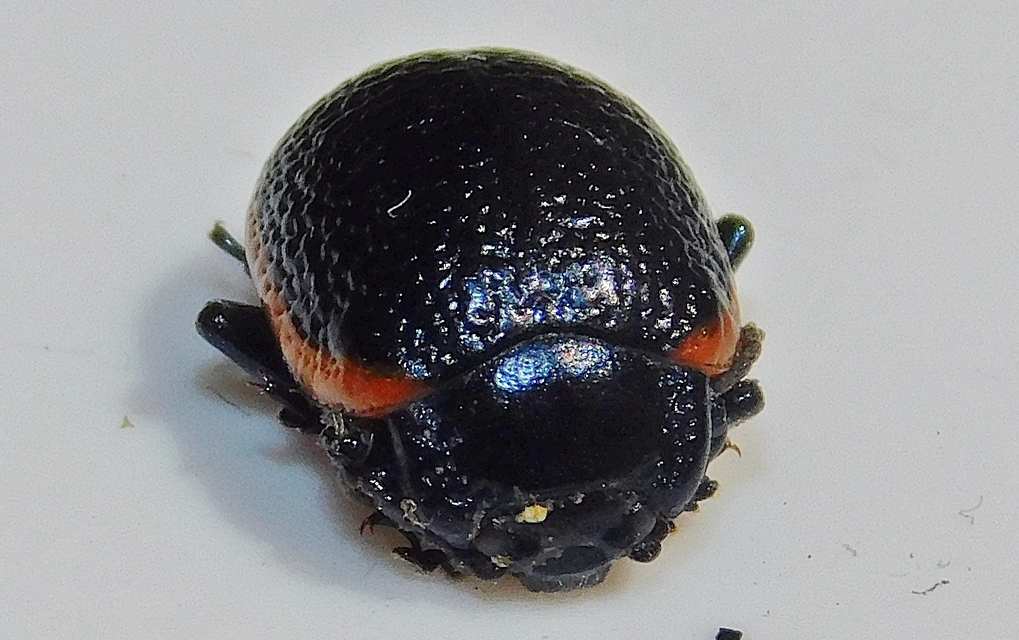 Chrysolina kuesteri - ráncos szegélyeslevelész