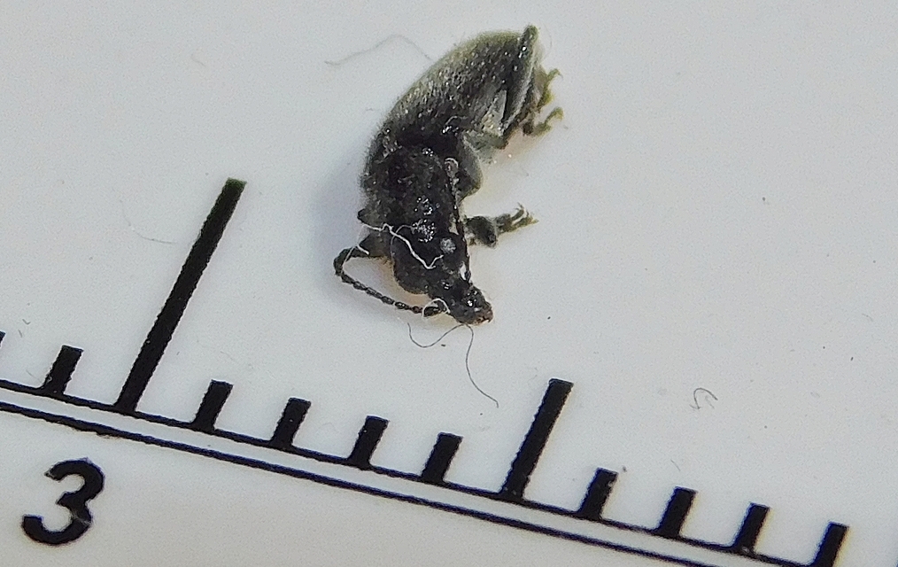 Nemonyx lepturoides - szarkaláb-áleszelény