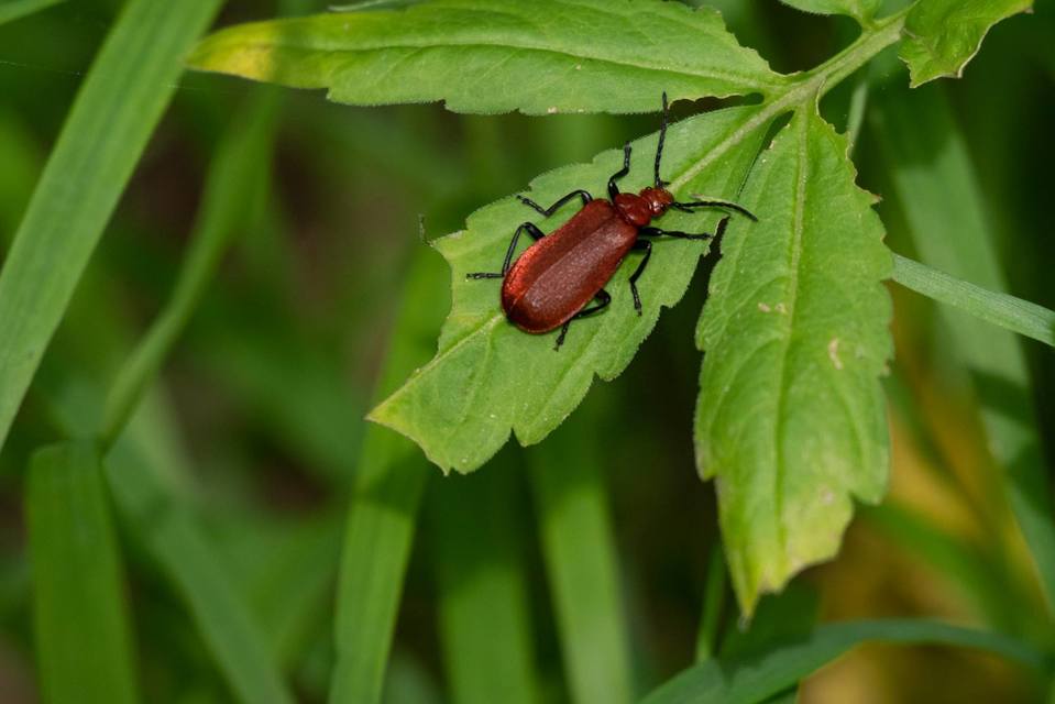 Pyrochroa serraticornis - közép-bíborbogár