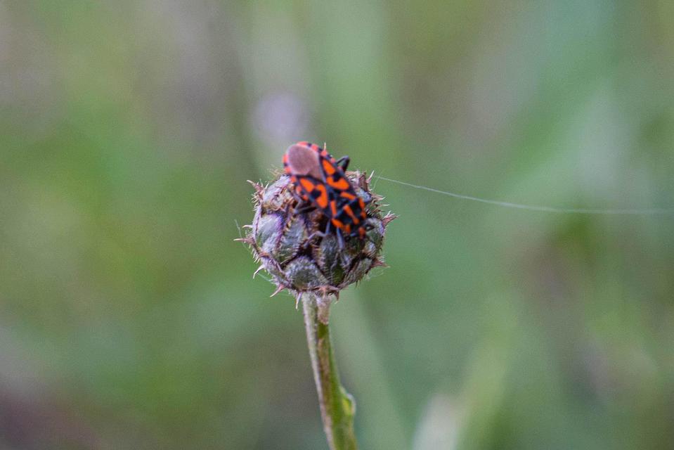 Spilostethus saxatilis - virágbodobács