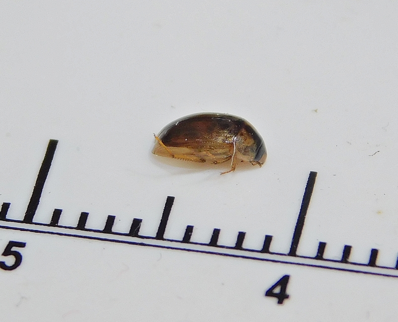 Enochrus quadripunctatus - négypettyes fakócsibor