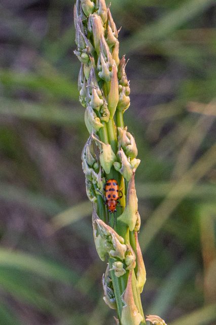 Crioceris quatuordecimpunctata - tizennégypontos spárgabogár