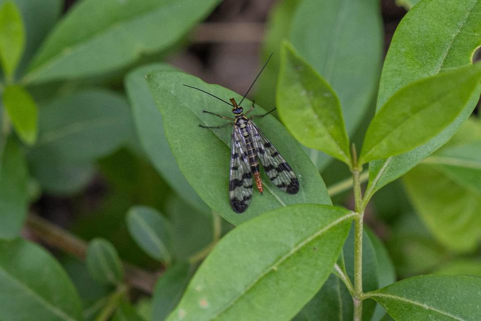 Panorpa communis/vulgaris