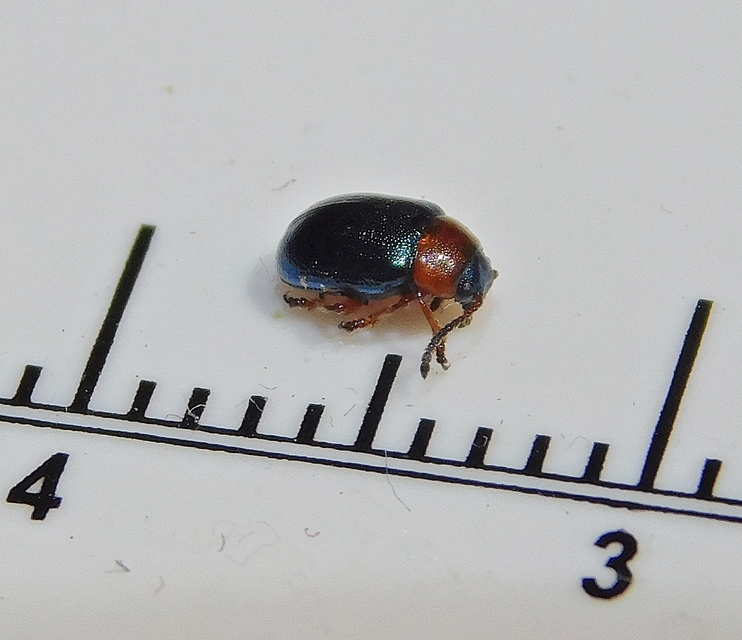 Gastrophysa polygoni - paraj-levélbogár Gastrophysa polygoni - paraj-levélbogár