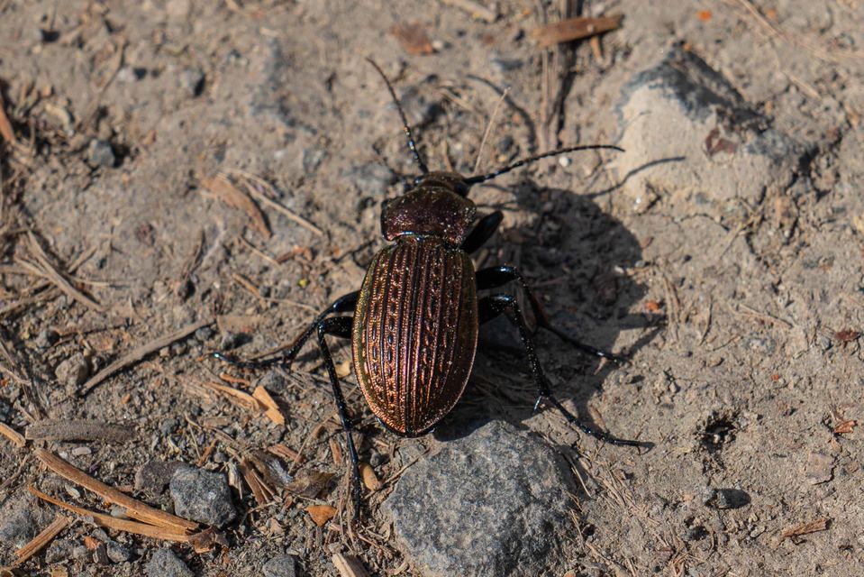 Carabus ulrichii - rezes futrinka Carabus ulrichii - rezes futrinka
