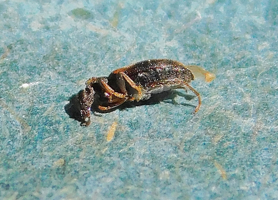Anthicus antherinus - közönséges fürgebogár