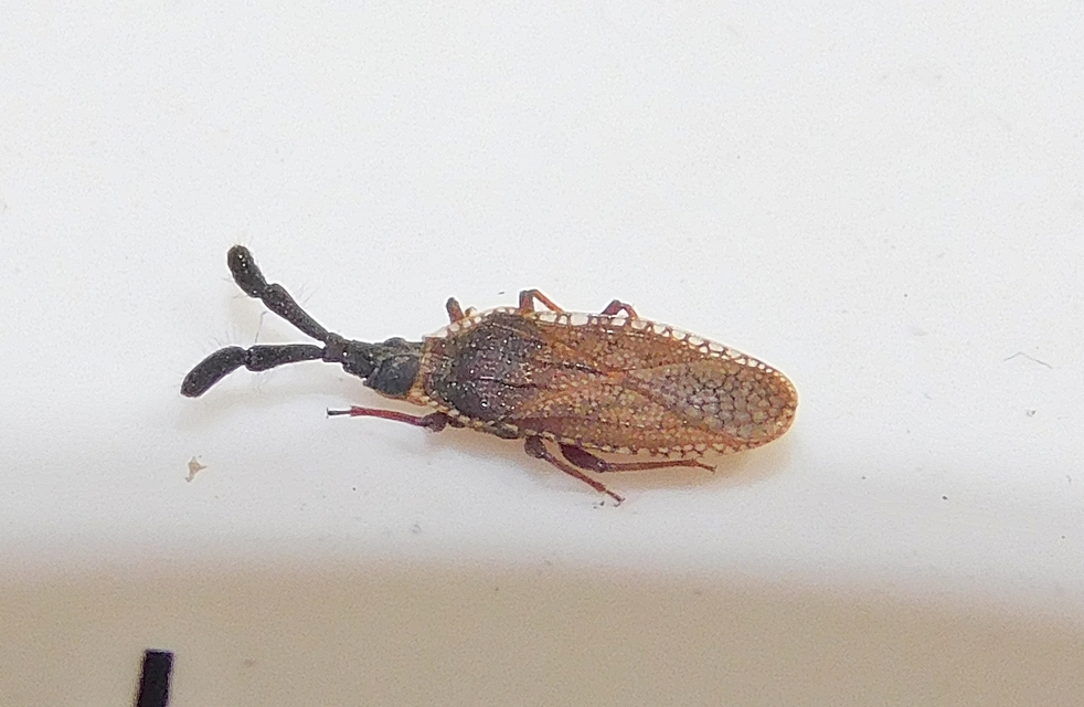 Copium clavicorne - bunkóscsápú csipkéspoloska