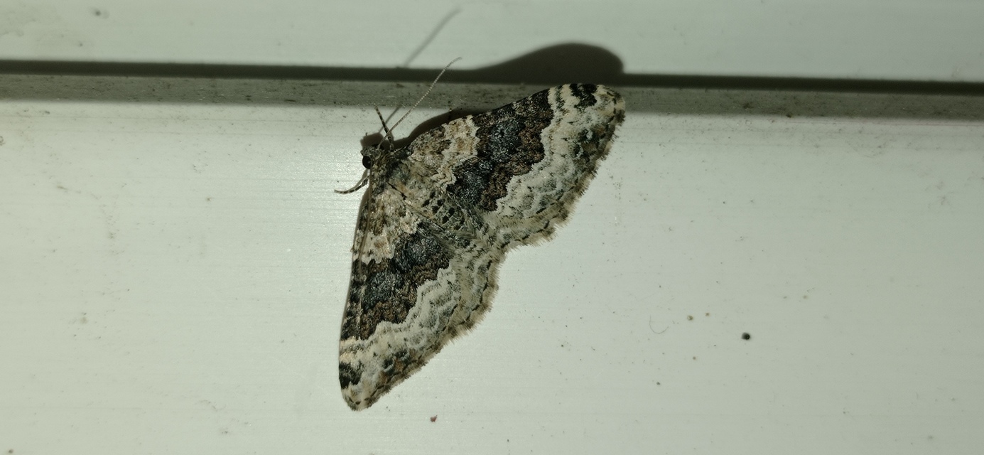 Epirrhoe galiata - sávos galajaraszoló