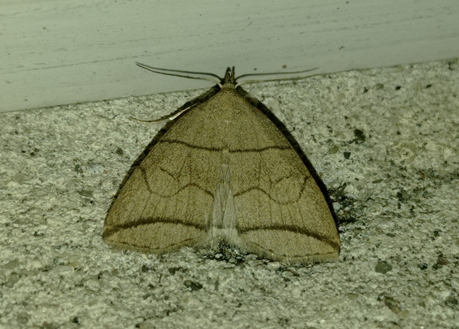 Herminia grisealis - ligeti karcsúbagoly