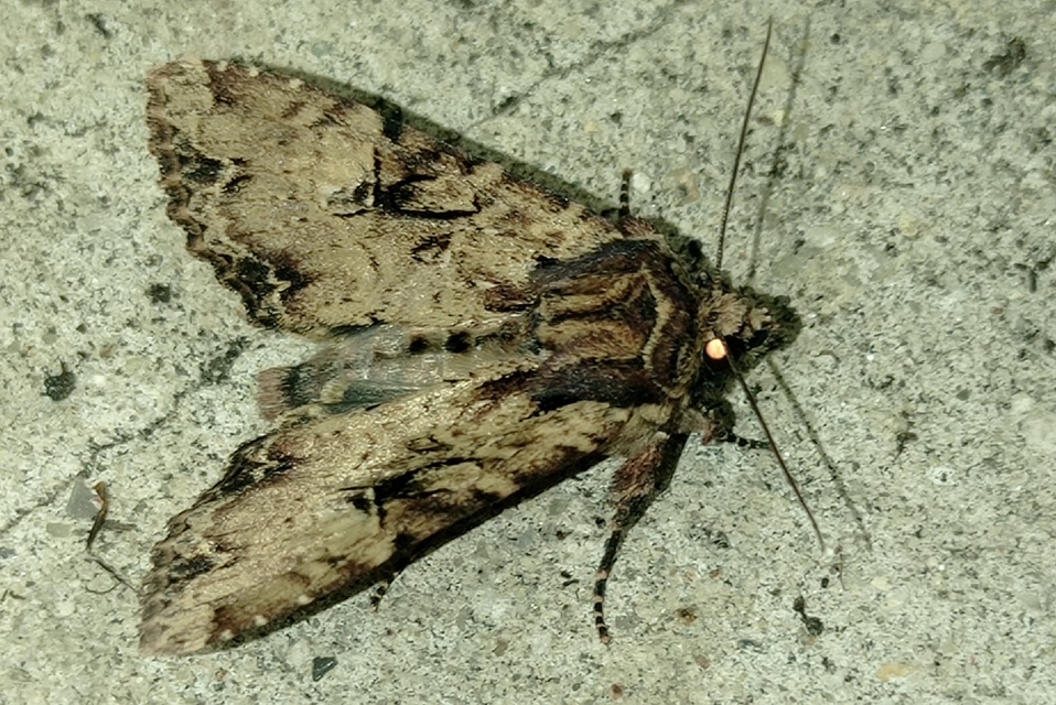 Apamea epomidion - vörösbarna dudvabagoly