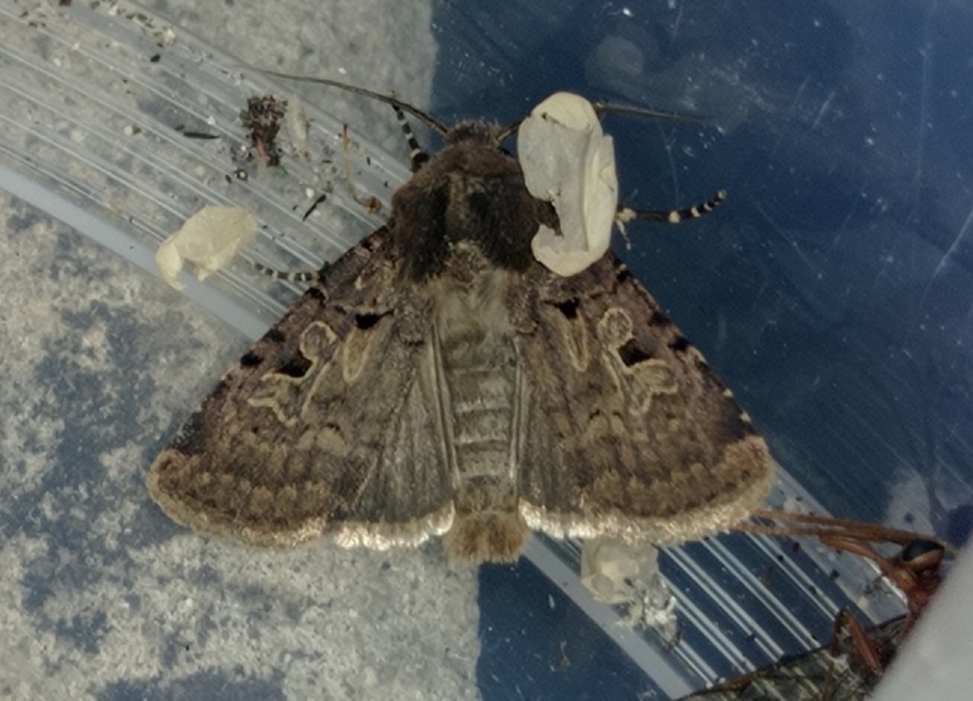 Chersotis rectangula - barna földibagoly