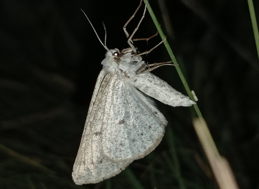 Dyscia conspersaria - sziklaüröm-araszoló