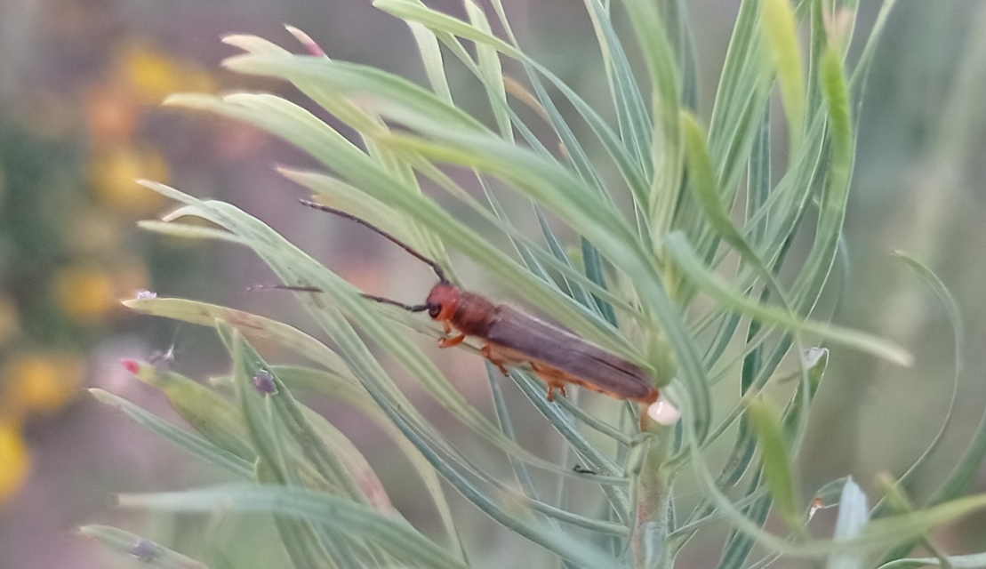 Oberea erythrocephala - pirosfejű kutyatejcincér