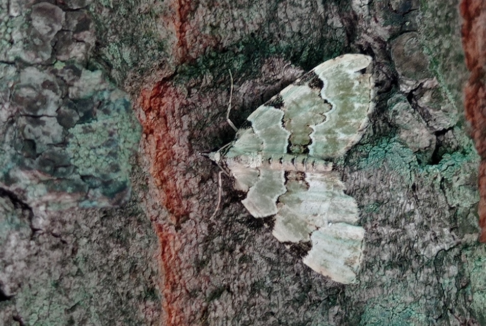Colostygia pectinataria - zöld levélaraszoló