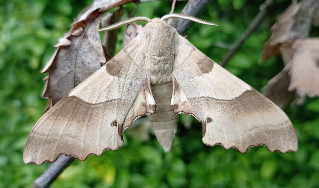 Marumba quercus - tölgyfaszender