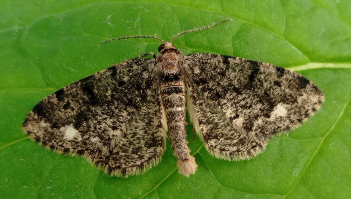 Parectropis similaria - barna zuzmóaraszoló