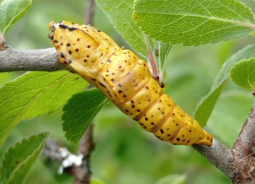 Aporia crataegi - galagonyalepke