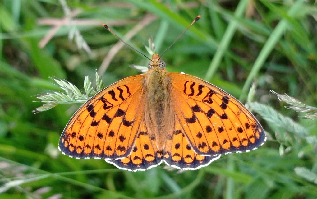 Argynnis niobe - ibolya-gyöngyházlepke