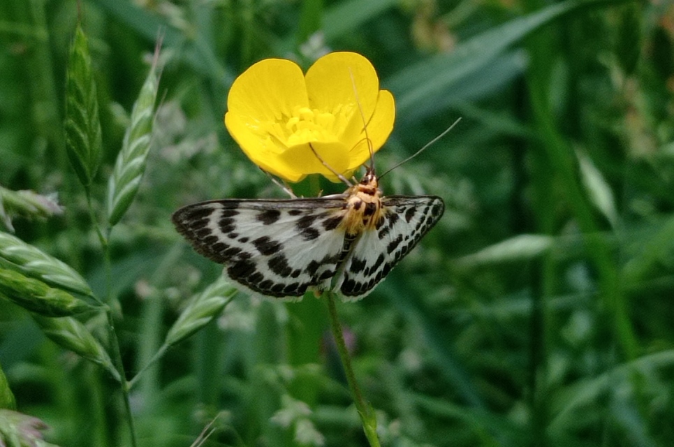 Anania hortulata - tarka csalánmoly