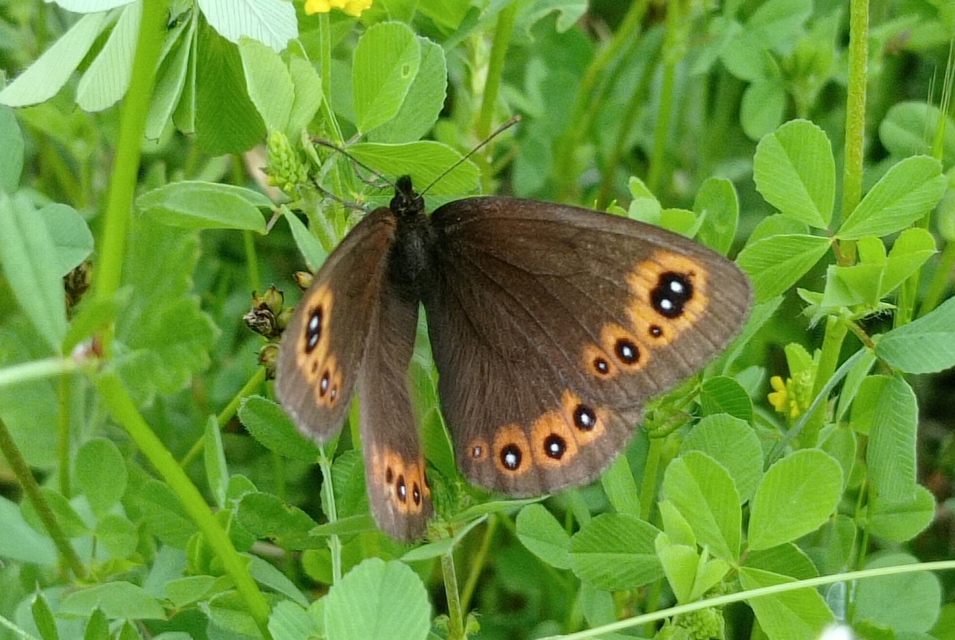 Erebia medusa - tavaszi szerecsenlepke
