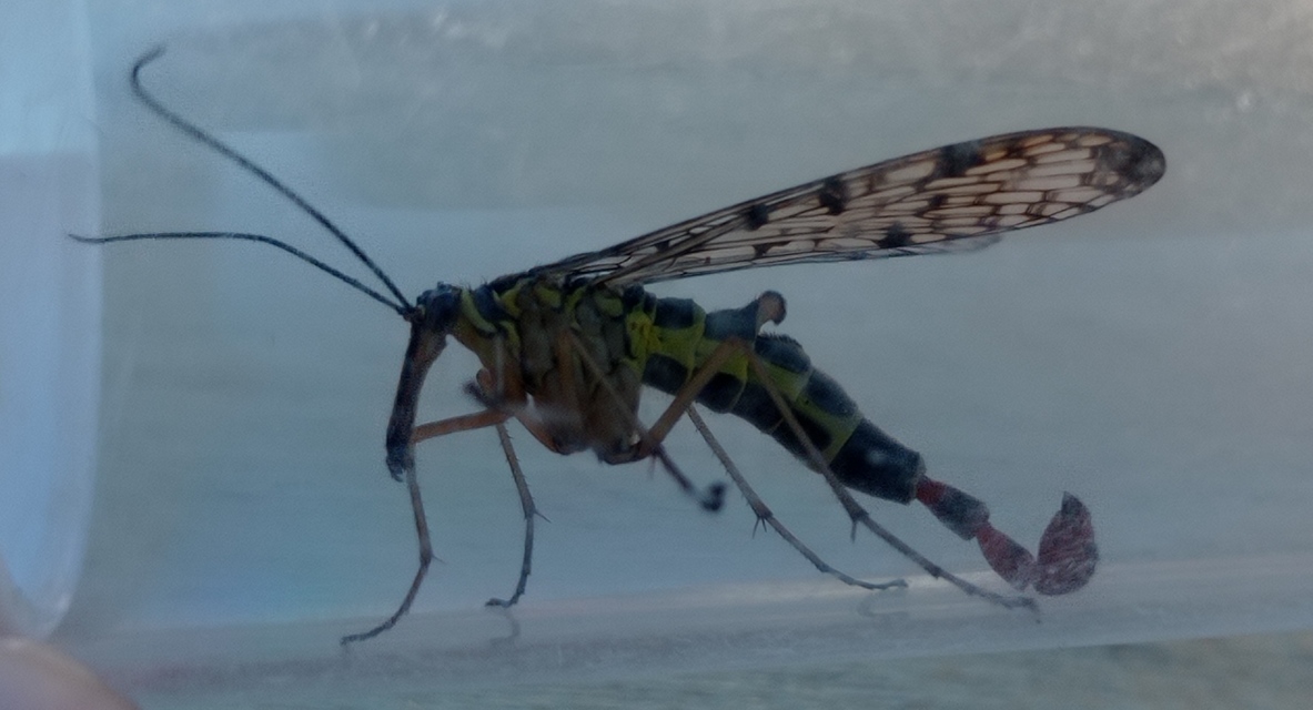 Panorpa hybrida