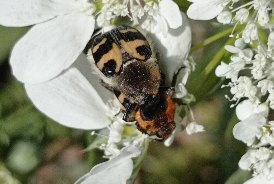 Trichius sexualis - keleti prémesbogár