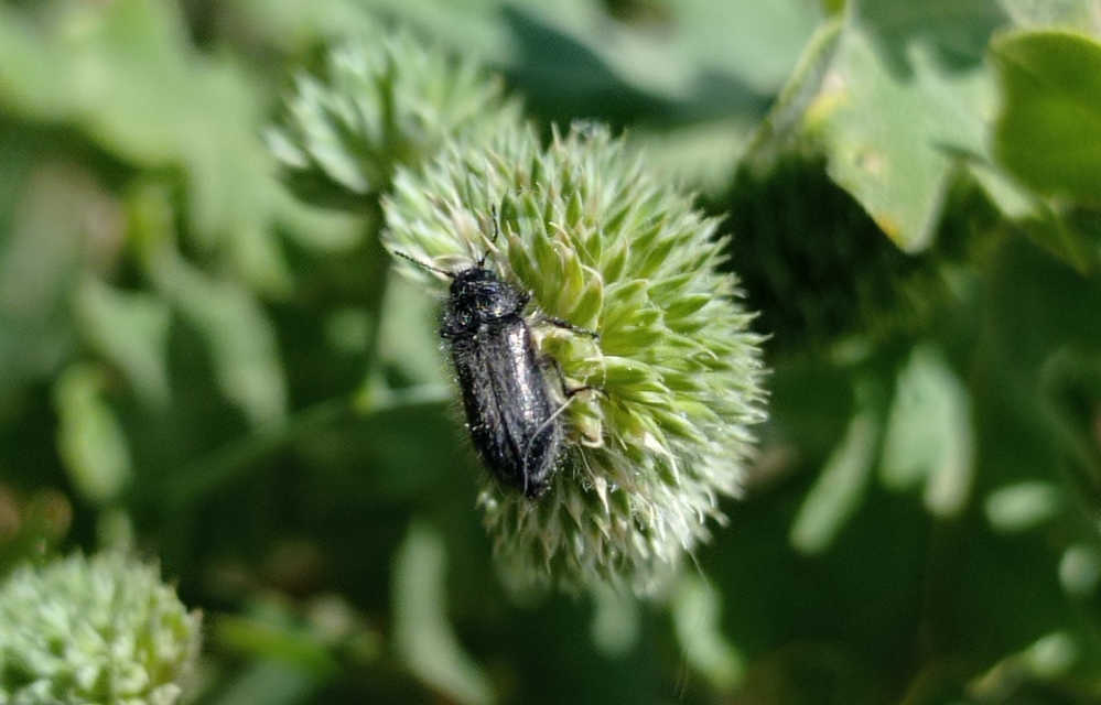Enicopus