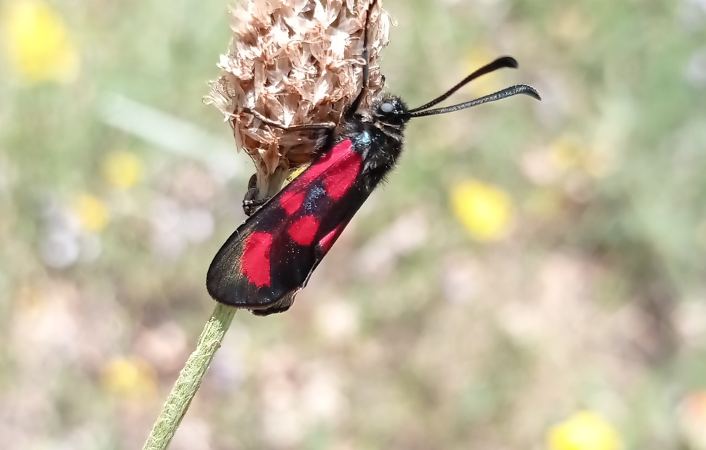 Zygaena loti - közönséges csüngőlepke