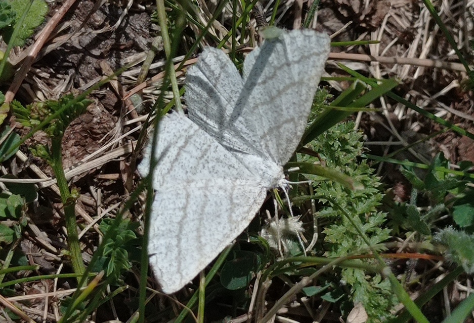Perconia strigillaria - fehérszárnyú aranyaraszoló