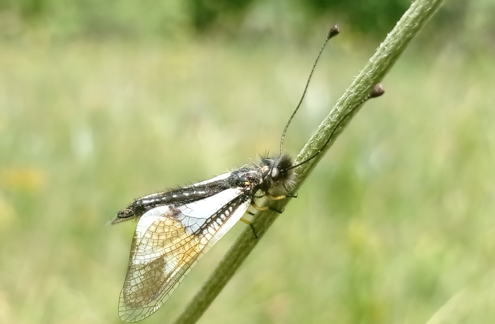 Libelloides lacteus