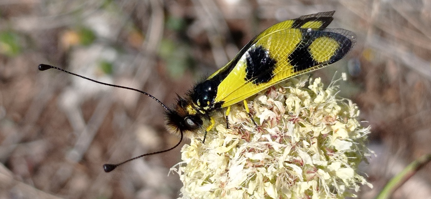 Libelloides macaronius - keleti rablópille