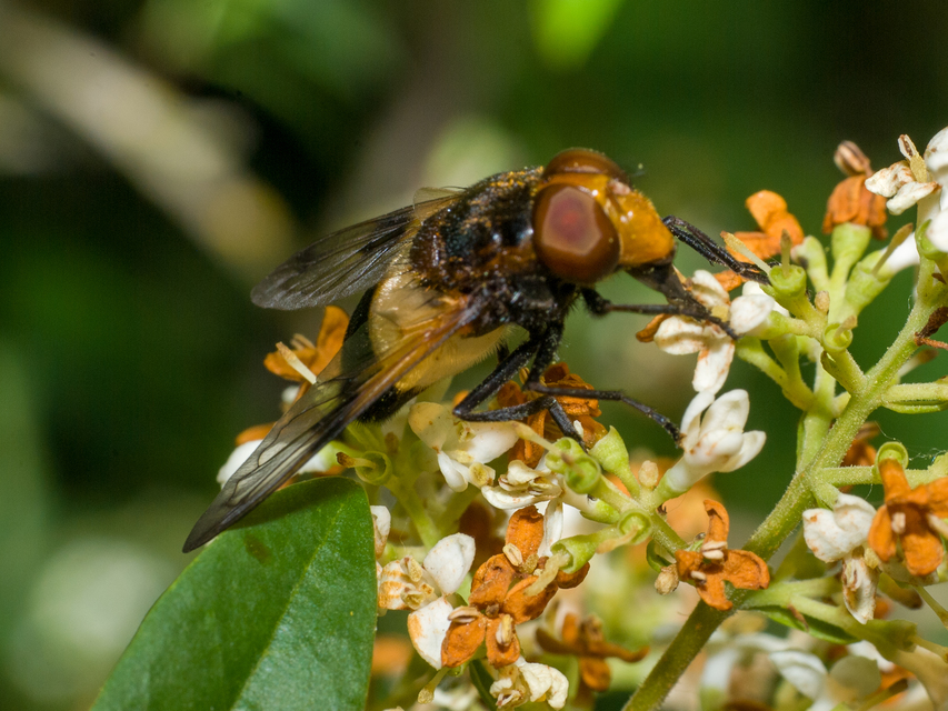 Volucella pellucens - üvegpotrohú pihelégy