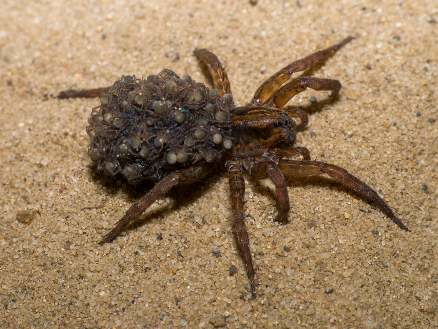 Trochosa