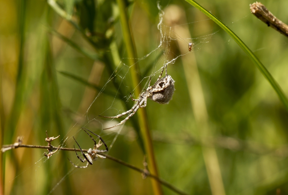 Uloborus walckenaerius - derespók