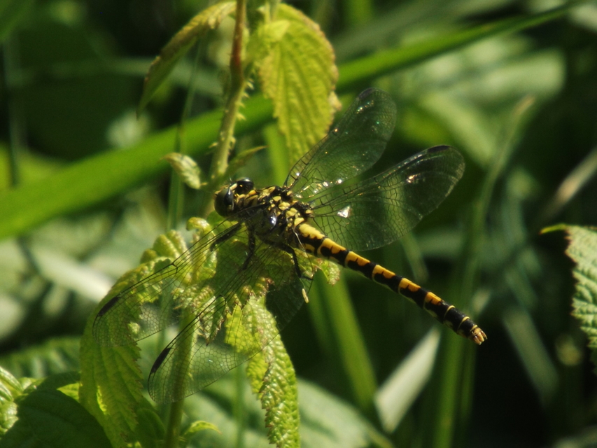 Onychogomphus forcipatus - gyűrűs folyami-szitakötő