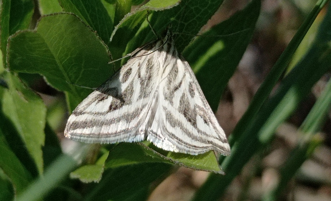 Loxostege aeruginalis - cifra tűzmoly