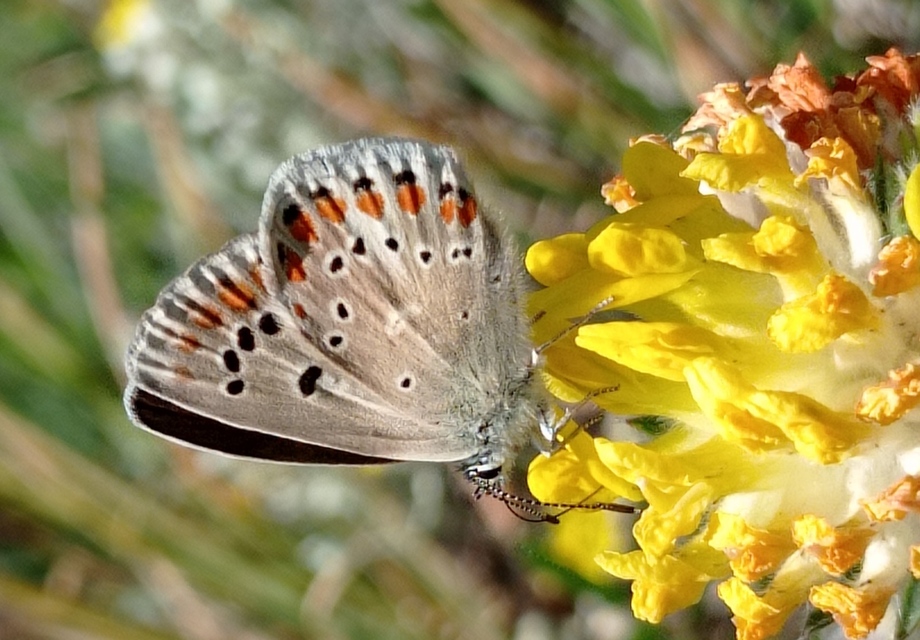 Polyommatus dorylas - fénylő boglárka