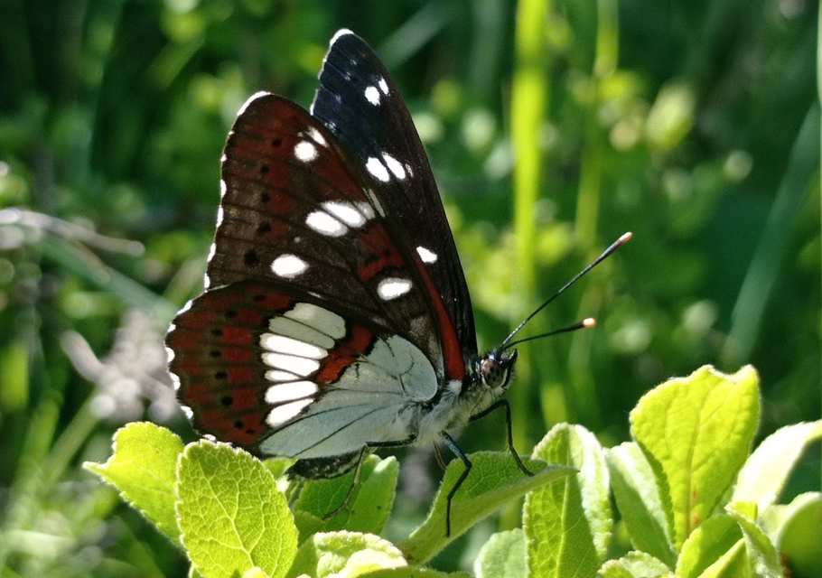 Limenitis reducta - kék lonclepke