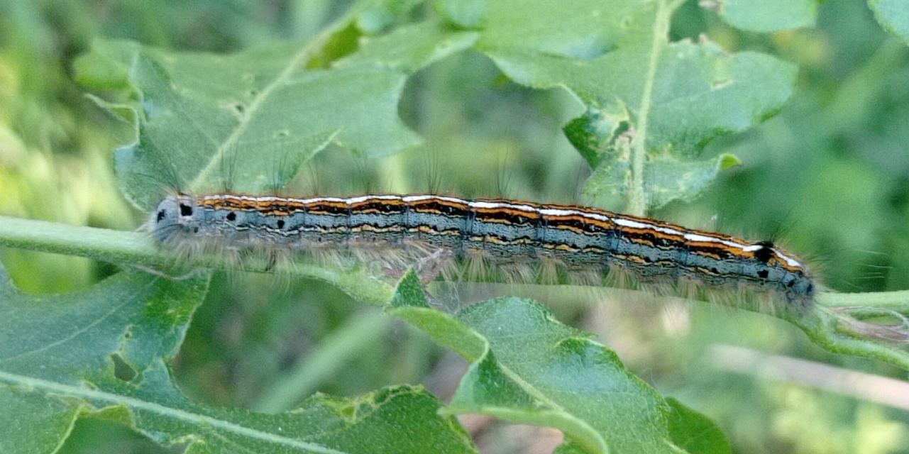 Malacosoma neustria - gyűrűsszövő