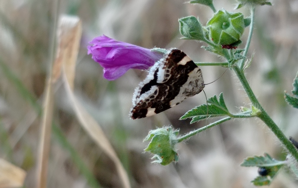 Acontia lucida - fehér nappalibagoly