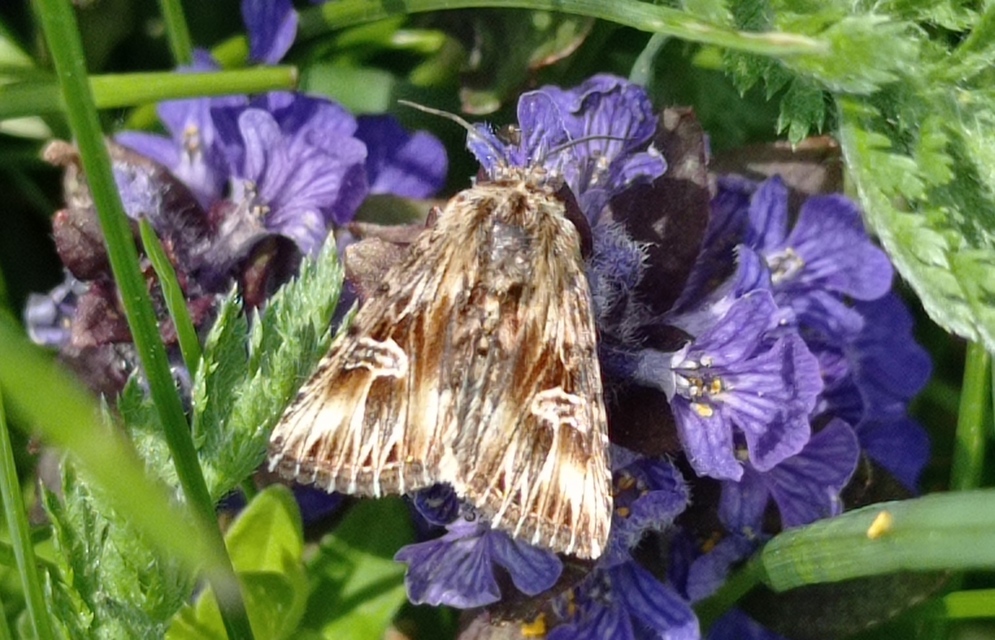 Actinotia radiosa - kis sugarasbagoly