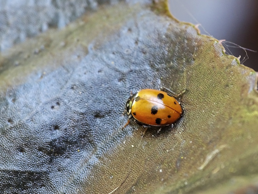 Hippodamia variegata - tizenhárompettyes katica