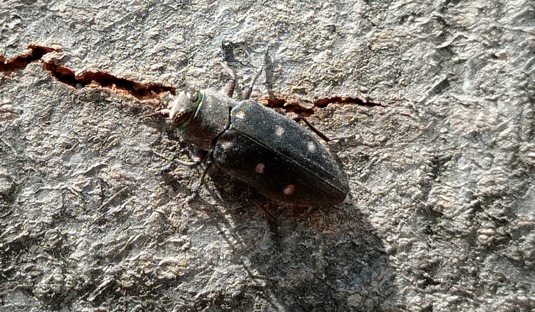 Chrysobothris affinis - aranypettyes díszbogár