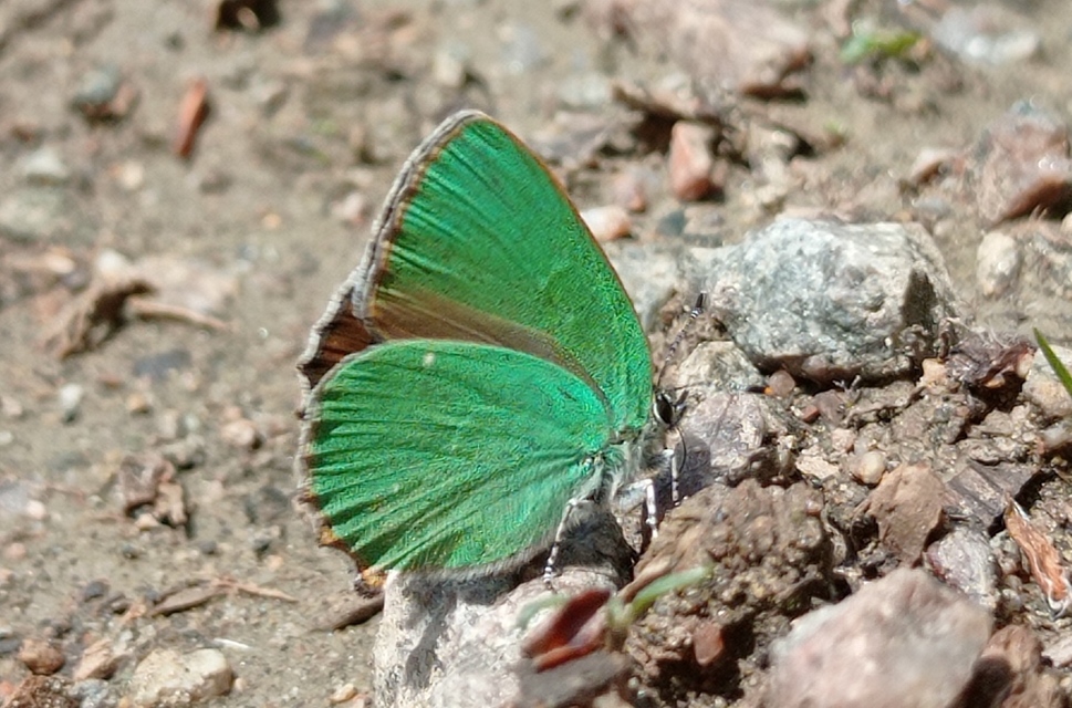 Callophrys rubi - zöldfonákú lepke
