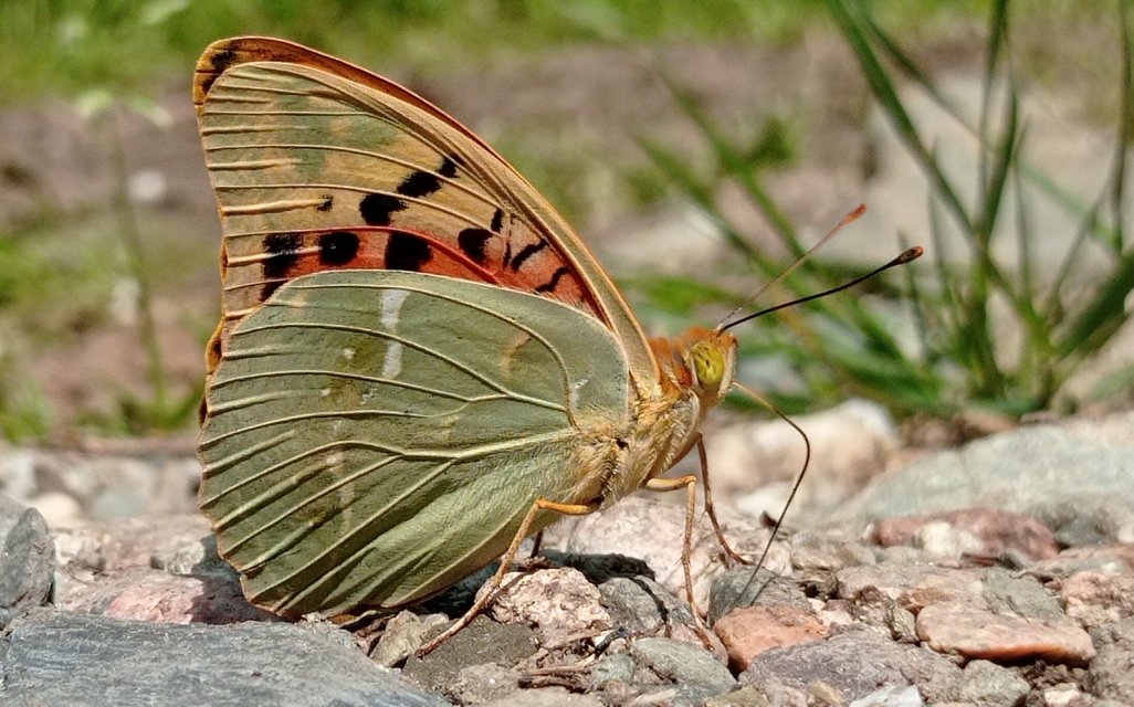 Argynnis pandora - zöldes gyöngyházlepke